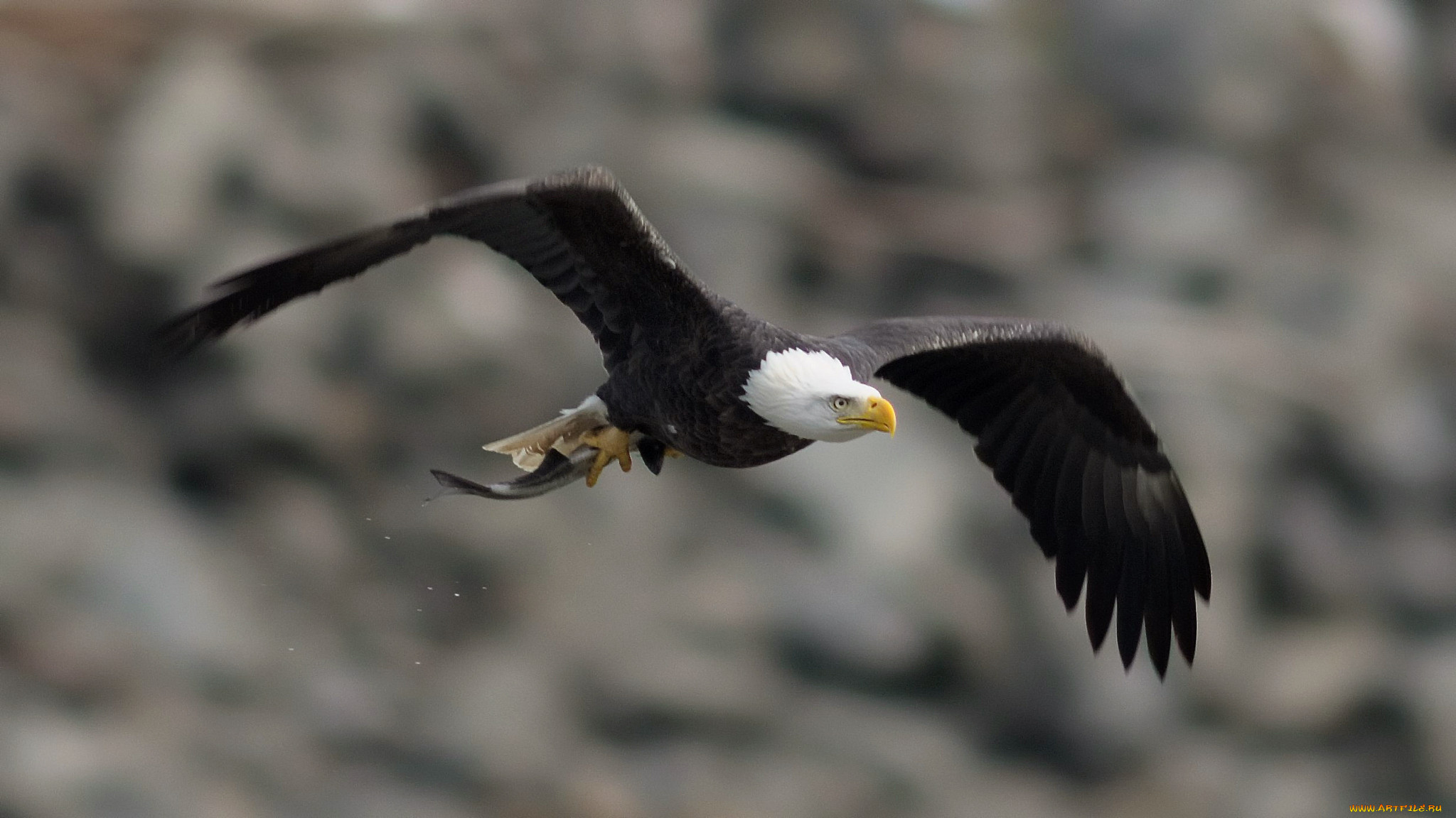 , , , bird, bald, eagle, , , , , 